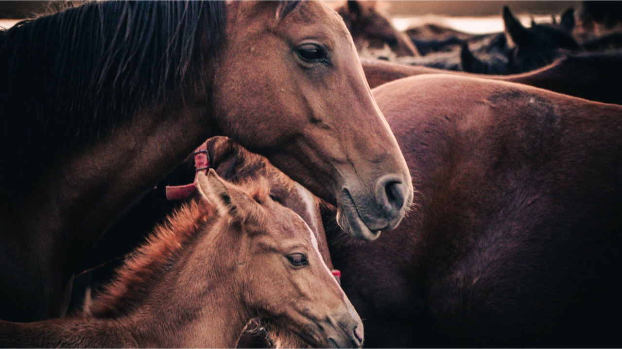 A mare and her foal standing close together in a herd of horses